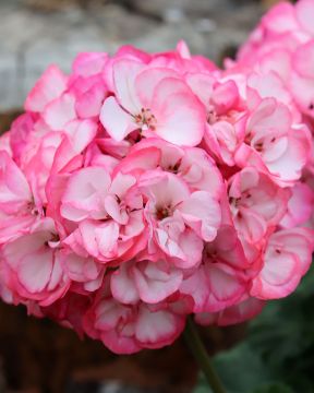 Pelargoni Strawberry Bunny Ice