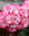 Pelargoni Strawberry Bunny Ice