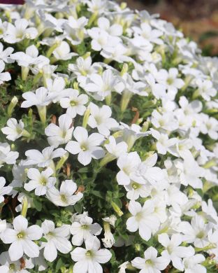 Petunia Itsy White 3 kpl