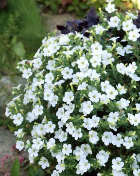 Petunia Itsy White 3 kpl