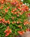 Amppelidiana My Darling Tangerine 3 kpl