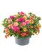 Kerrattu miljoonakello Double Pink Yellow 3 kpl