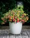 Kerrattu miljoonakello Double Pink Yellow 3 kpl