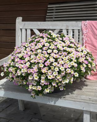 Miljoonakello Fancy Francy 3 kpl
