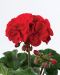Pelargoni Bernd 3 kpl