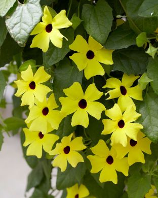 Mustasilmäsusanna Lemon Star