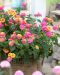 Kirjotulikruunu Lucky Rose Sunrise