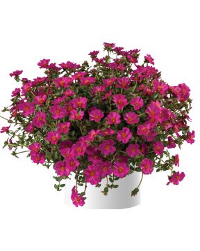 Portulakka Mega Pazzaz Purple