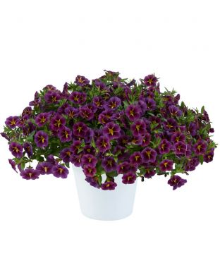 Miljoonakello Lia Amethyst Bling