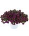 Miljoonakello Lia Amethyst Bling