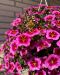 Miljoonakello TikTok Rose