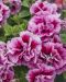 Kerrattu petunia Francesca