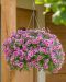 Kerrattu petunia Francesca