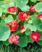 Pensasköynnöskrassi Jewel Cherry Rose 3 kpl