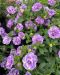 Kerrattu miljoonakello Loopy Lavender 3 kpl