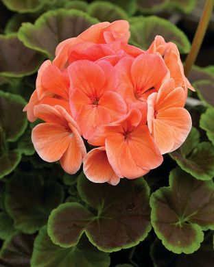 Pelargoni BullsEye™ Salmon