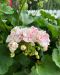 Pelargoni Paperbloom