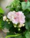 Pelargoni Paperbloom