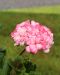 Pelargoni Paperbloom