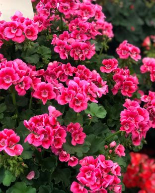 Pelargoni Pink Splash