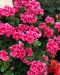 Pelargoni Pink Splash