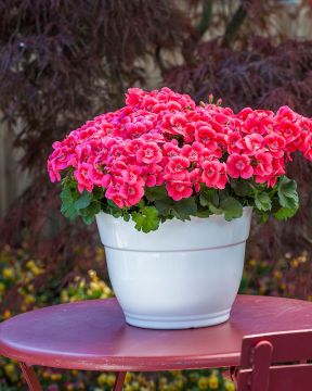Pelargoni Pink Splash