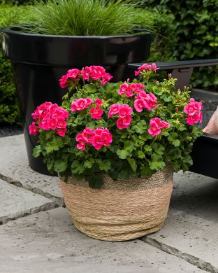 Pelargoni Pink Splash