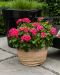 Pelargoni Pink Splash