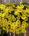 Petunia Bee's Knees 3 kpl