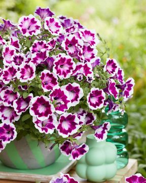 Petunia Painted Love Purple 3 kpl