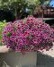 Petunia Painted Love Purple 3 kpl