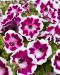 Petunia Painted Love Purple 3 kpl