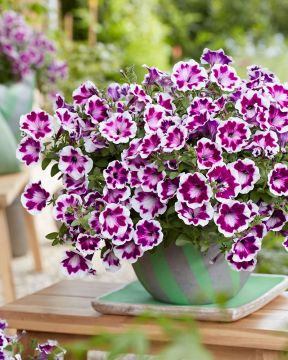 Petunia Painted Love Purple 3 kpl