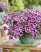 Petunia Painted Love Purple 3 kpl