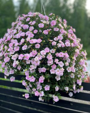 Kerrattu miljoonakello Double Pastel Pink
