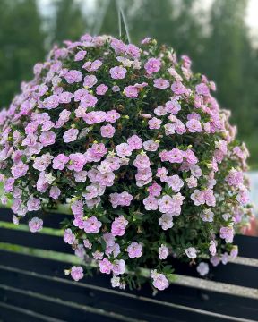 Kerrattu miljoonakello Double Pastel Pink