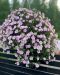 Kerrattu miljoonakello Double Pastel Pink