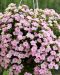 Kerrattu miljoonakello Double Pastel Pink