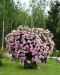 Kerrattu miljoonakello Double Pastel Pink