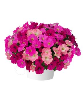 Petunia Pink Bubbly