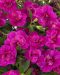 Kerrattu miljoonakello Double Purple