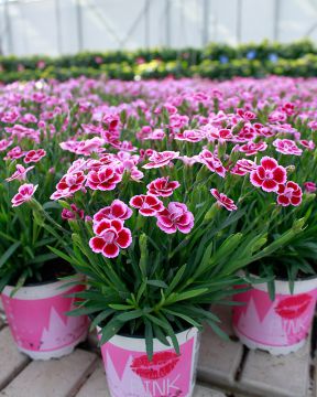 Tarhaneilikka Pink Kisses 3 kpl