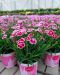 Tarhaneilikka Pink Kisses 3 kpl