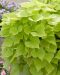 Koristebataatti Lime Heart 3 kpl 