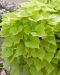Koristebataatti Lime 3 kpl