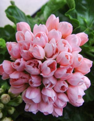 Tulppaanipelargoni Emma