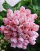 Tulppaanipelargoni Emma