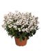 Amppelidiana My Darling Appleblossom 3 kpl