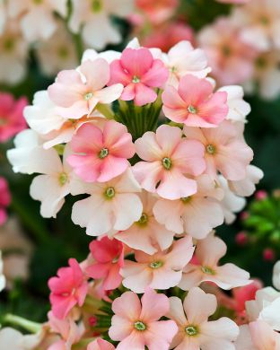 Tarhaverbena Lindolena Peach 3 kpl