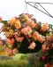 Tuoksubegonia Just Peachy